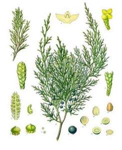 juniperus-sabina-6.jpg