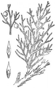 juniperus-sabina-9.jpg