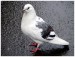 Bílý holub.jpg