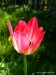 zplanělý tulipán