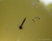 Larva komára v zadradním jezírku
