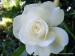 bílá kratrova růže znovu kvete