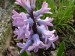 Hyacinta, zahrada Suchdol