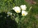 Tulipány bílé, zahrada, Suchdol
