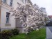 devadesátiletá magnolie