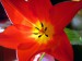 tulipán ze zahrady