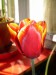 zahradní tulipán