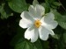 pávův šípek, květ, podnožová růže